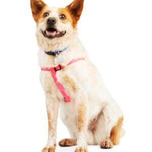 Small Dog Harness, XS, Pink